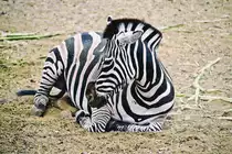 Das Steppenzebra (Equus quagga) oder Pferdezebra ist ein Zebra aus der Familie der Pferde (Equidae) und geh�rt zur Ordnung der Unpaarhufer (Perissodactyla). Es stellt heute die h�ufigste Zebra-Art in Afrika dar und ist vom Nordosten bis in den S�den des Kontinents verbreitet. Es lebt gesellig in kleinen Herdenverb�nden und ern�hrt sich haupts�chlich von Gr�sern.Aufnahme: 20. Oktober 2017.