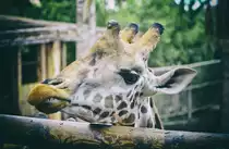Die Giraffen (Giraffa) sind eine Gattung der S�ugetiere aus der Ordnung der Paarhufer. M�nnchen (Bullen) werden bis zu 6 Meter hoch und wiegen durchschnittlich rund 1600 Kilogramm. Weibchen (K�he) werden bis zu 4,5 Meter hoch und wiegen etwa 830 Kilogramm bei einer Schulterh�he zwischen 2 und 3,5 Metern.
Aufnahme: 20. Oktober 2017.