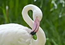 Rosaflamingo (Phoenicopterus roseus) - Rosaflamingos br�ten in individuenreichen Kolonien auf flachen Inseln an ausgedehnten, flachen, schlammigen Str�nden an Salzseen oder Meeresbuchten. Geeignete Standorte m�ssen einen Schutz vor St�rungen und dem Eindringen von Pr�datoren und gleichzeitig Zugang zu Nahrungsgr�nden bieten.
Aufnahme: 20. Oktober 2017.