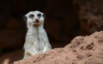 Das Erdmnnchen (Suricata suricatta), auch Surikate oder veraltet Scharrtier genannt, ist eine Sugetierart aus der Familie der Mangusten (Herpestidae). Mit durchschnittlich 700 bis 750 g ist es eine der kleinsten Mangustenarten, es hat ein hellgraues Fell mit unaufflligen Querstreifen. Erdmnnchen leben in trockenen Regionen im sdlichen Afrika. Sie leben in Gruppen von vier bis neun Tieren mit ausgeprgtem Sozialverhalten und ernhren sich vorwiegend von Insekten. 
Aufnahme: 20. Oktober 2017.