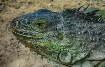 Der Gr�ne Leguan (Iguana iguana) ist ein Vertreter der Leguane (Iguanidae), dessen Lebensraum in Mittelamerika und S�damerika liegt.Entgegen dem Namen ist Iguana iguana nicht vollkommen gr�n, viele Tiere sind eher gr�ulich-gr�n oder haben einen starken Einfluss von brauner Farbe.  Aufnahme: 20. Oktober 2017.