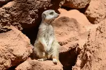 Das Erdm�nnchen (Suricata suricatta), auch Surfkate genannt, ist eine S�ugetierart aus der Familie der Mangusten (Herpestidae).  Aufnahme: 20. Oktober 2017.