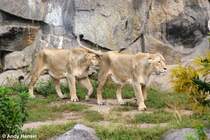 Scheint ja gut zu schnuppern. 2 indische L�winnen beim Spaziergang.