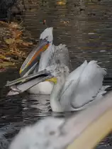 Ein Pelikan hat einen  fliegenden Fisch  erhascht. (Tiergarten Sch�nbrunn Wien, November 2010)