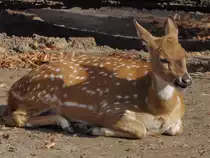 Ein Vietnam-Sikahirsch im Tiergarten Sch�nbrunn. (Wien, November 2010)