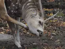 Ein Vietnam-Sikahirsch im Tiergarten Sch�nbrunn. (Wien, November 2010)