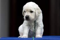 Golden Retriever Welpe - 4 Wochen alt 06.06.2008 Oberhausen