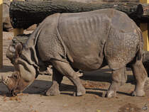 Ein Panzernashorn im Tiergarten Schnbrunn. (Wien, November 2010)