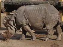 Ein Panzernashorn im Tiergarten Sch�nbrunn. (Wien, November 2010)