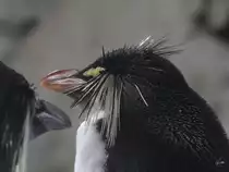 N�rdliche Felsenpinguine im Tiergarten Sch�nbrunn. (Wien, November 2010)