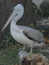 Ein Pelikan im Tiergarten Sch�nbrunn. (Wien, November 2010)