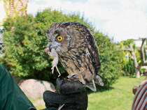 Waldohreule am 04. August 2017 auf den Falkenhof Ravensberg in Potsdam.