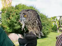 Waldohreule am 04. August 2017 auf den Falkenhof Ravensberg in Potsdam.