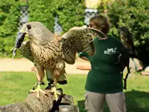 Turmfalke am 04. August 2017 auf den Falkenhof Ravensberg in Potsdam.