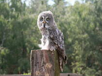 Waldkauz am 04. August 2017 auf den Falkenhof Ravensberg in Potsdam.


Anmerkung wird Kauz nicht ohne tz geschrieben???