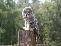 Waldkauz am 04. August 2017 auf den Falkenhof Ravensberg in Potsdam.


Anmerkung wird Kauz nicht ohne tz geschrieben???