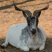 Ein afrikanischer Zwergziegenbock im Zoo Safaripark Stukenbrock. (Oktober 2014)