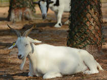Ein afrikanischer Zwergziegenbock im Zoo Safaripark Stukenbrock. (Oktober 2014)