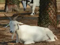 Ein afrikanischer Zwergziegenbock im Zoo Safaripark Stukenbrock. (Oktober 2014)