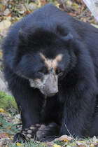 Ein schchterner Brillenbr im Tiergarten Schnbrunn (Wien, November 2010)