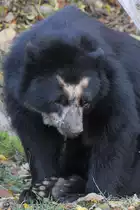 Ein sch�chterner Brillenb�r im Tiergarten Sch�nbrunn (Wien, November 2010)