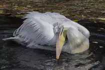 Ein Pelikan  legt sich in die Kurve  (Tiergarten Sch�nbrunn Wien, November 2010)