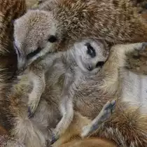 Bei den Erdm�nnchen ist Gruppenkuscheln angesagt. (Zoom Gelsenkirchen, September 2009)