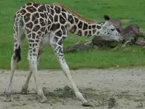 Aller Anfang ist schwer, auch f�r diese junge Rothschild-Giraffe. (Zoom Gelsenkirchen, September 2009)