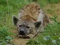 Eine m�de T�pfelhy�ne d�st vor sich hin. (Zoom Gelsenkirchen, September 2009)