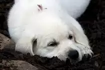 Golden Retriever Welpe - 8 Wochen alt 02.07.2008 Oberhausen