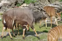 Ein Gro�er Kudu in der Savanne. (Zoom Gelsenkirchen, September 2009)