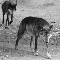 Zwei Westliche Timberw�lfe auf Patrouille.  (September 2009)