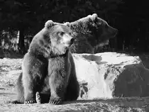 Zwei Kamschatka-B�ren im Zoom Gelsenkirchen. (April 2010)