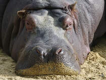 Ein vor sich hin dsendes Flusspferd im Zoom Gelsenkirchen. (September 2009)