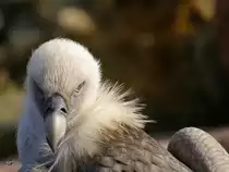 Ein Westlicher G�nsegeier im Zoom Gelsenkirchen (Oktober 2006)