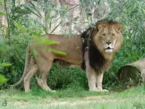 Ein Transvaal-L�we hat mich fest im Visier. (Zoom Gelsenkirchen, September 2009)