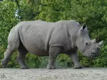 Ein S�dliches Breitmaulnashorn im Zoom Gelsenkirchen (September 2009)