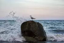 Silberm�we trotzt dem Sturm. 01.11.2017
