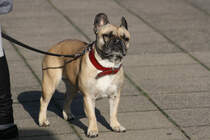 'Beachtet mich nicht! Ich geniee lediglich nur die Sonne...'