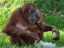 Eine Sumatra-Orang-Utan-Dame mit ihrem neugierigen Nachwuchs im Zoo Dortmund. (November 2009)