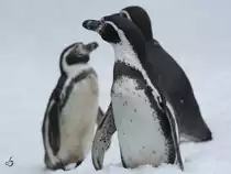 Drei Humboldt-Pinguine im Zoo Dortmund (Februar 2010)