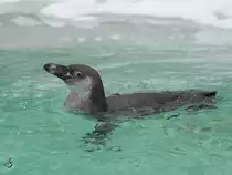 Ein Humboldt-Pinguin im kalten Wasser (Zoo Dortmund, Februar 2010)