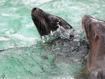 Zwei Kalifornische Seelwen beim Schwimmen im Zoo Dortmund. (Februar 2010)