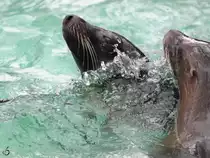 Zwei Kalifornische Seel�wen beim Schwimmen im Zoo Dortmund. (Februar 2010)