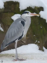 Ein Graureiher im Winter (Zoo Dortmund, Februar 2010)