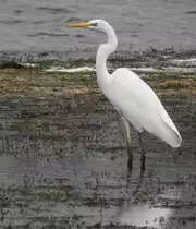 AUSGEWACHSENER SILBERREIHER IM WESTERWALD
Das Prachtexemplar eines Silberreihers,hier am 5.11.2017 im Uferbereich der KROMBACH-TALSPERRE im
Hessischen WESTERWALD-der Hals l�sst darauf schlie�en,dass er bei der Beutesuche schon erfolgreich war...
Wahrscheinlich wird auch er,wie viele andere seiner Art in den letzten Jahren,den Winter hier verbringen und
seinen Standort von den Westerw�lder Seen in die tiefer gelegenen SIEGAUEN verlagern.....