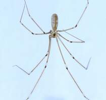 Diesen Weberknecht musste ich noch festhalten, bevor ich ihn  von der Wand entfernte. Aufgenommen am 8.11.2017.