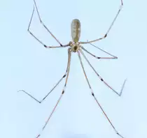 Diesen Weberknecht musste ich noch festhalten, bevor ich ihn  von der Wand entfernte. Aufgenommen am 8.11.2017.