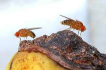 Zwei Taufliegen, auch Obst-, Frucht-, Gr-, Most- oder Essigfliegen genannt, machen sich ber eine Banane her. Aufgenommen am 9.11.2017.