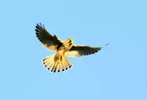 Ein Turmfalke in der Abendsonne, h�lt Ausschau nach Beute. Aufgenommen am 25.9.2011.